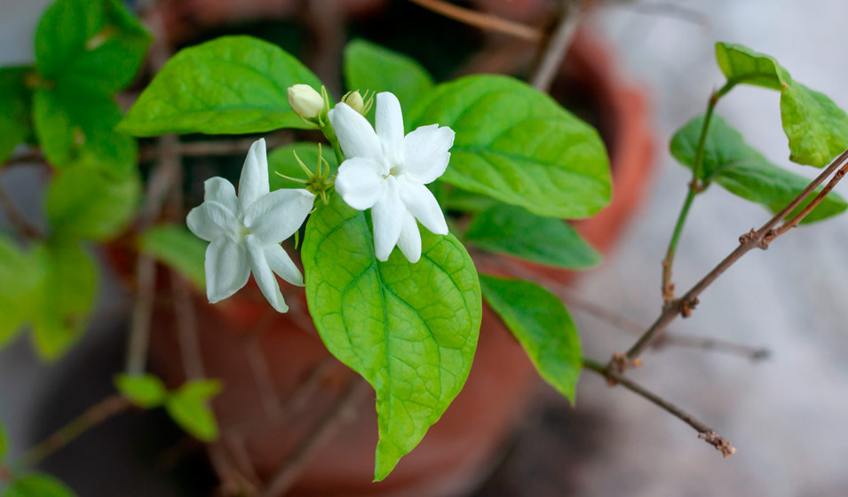 Jasmin blanc d'hiver: Comment réussir la plantation - Mon Jardin Ideal