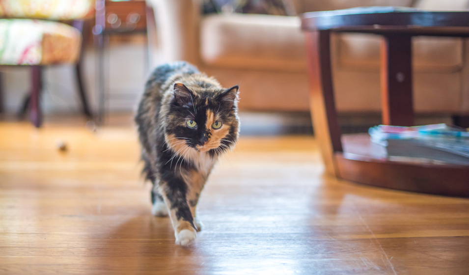 Hello Tortie 