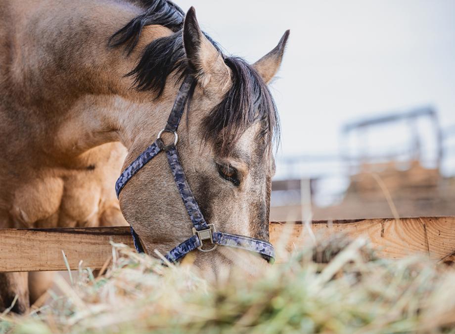 Le foin du cheval