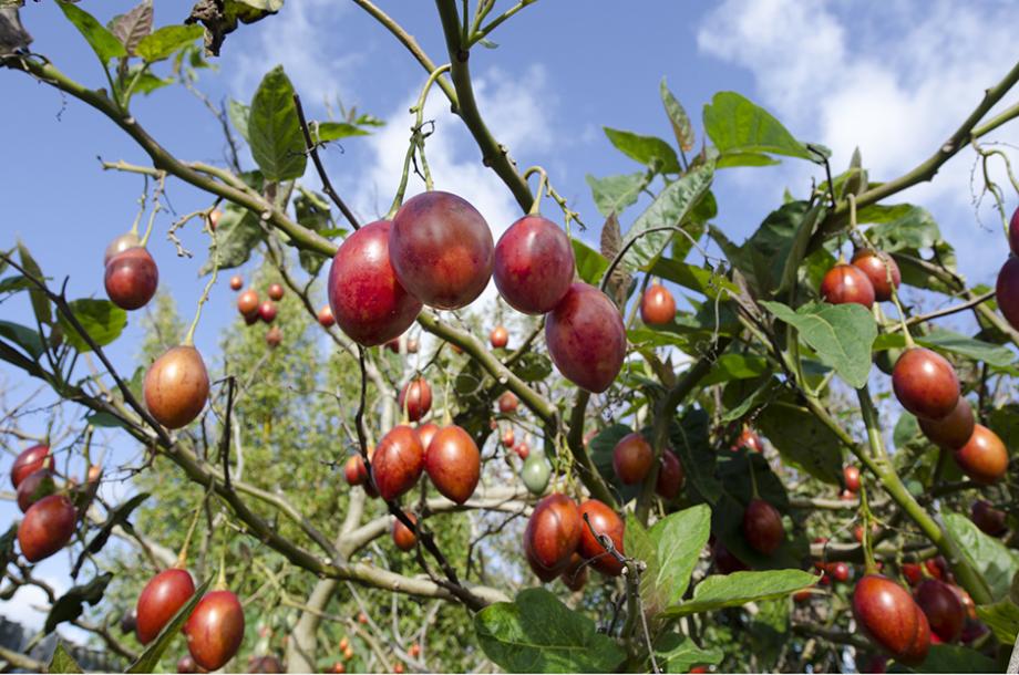 Le tamarillo
