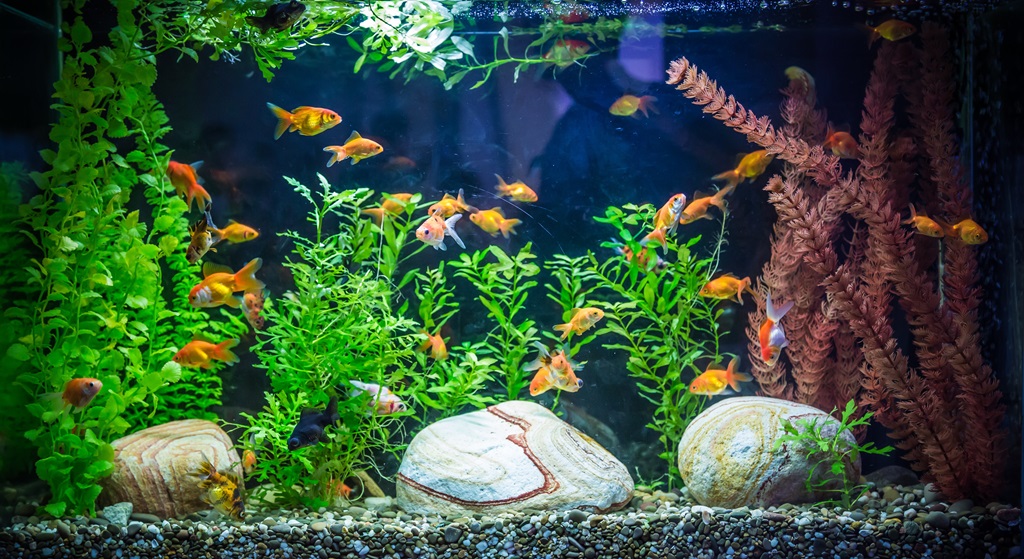 Comment décorer un aquarium