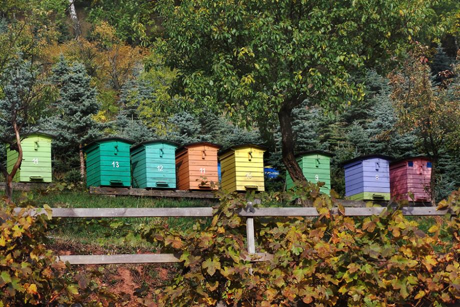 Le travail de la ruche en automne