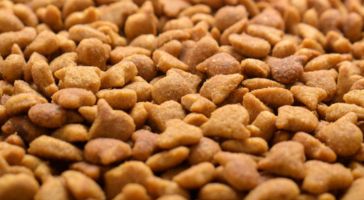 Gros plan sur des croquettes pour chien