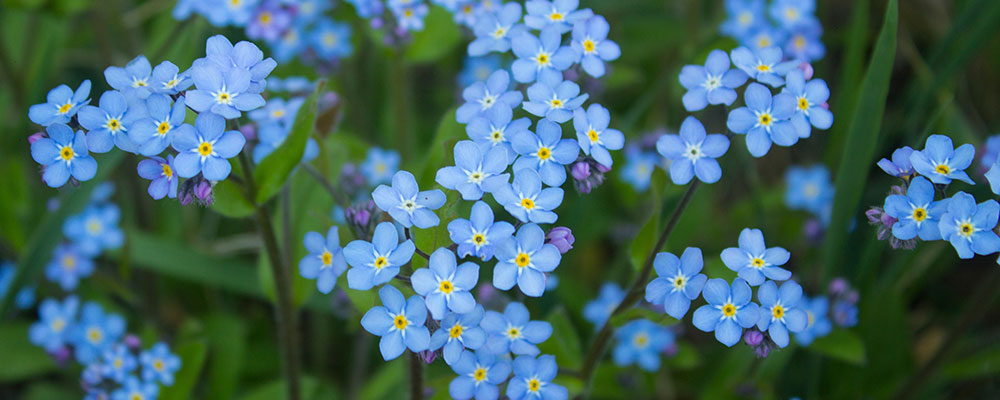 Le myosotis et ses délicates fleurs bleues