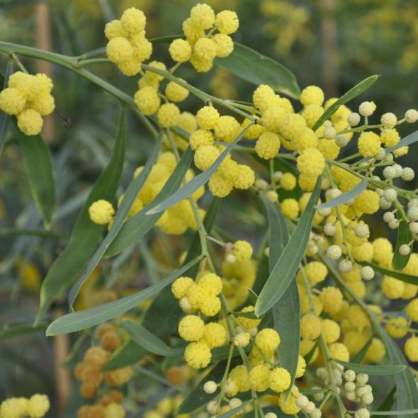 Mimosa des 4 saisons 'Lisette'