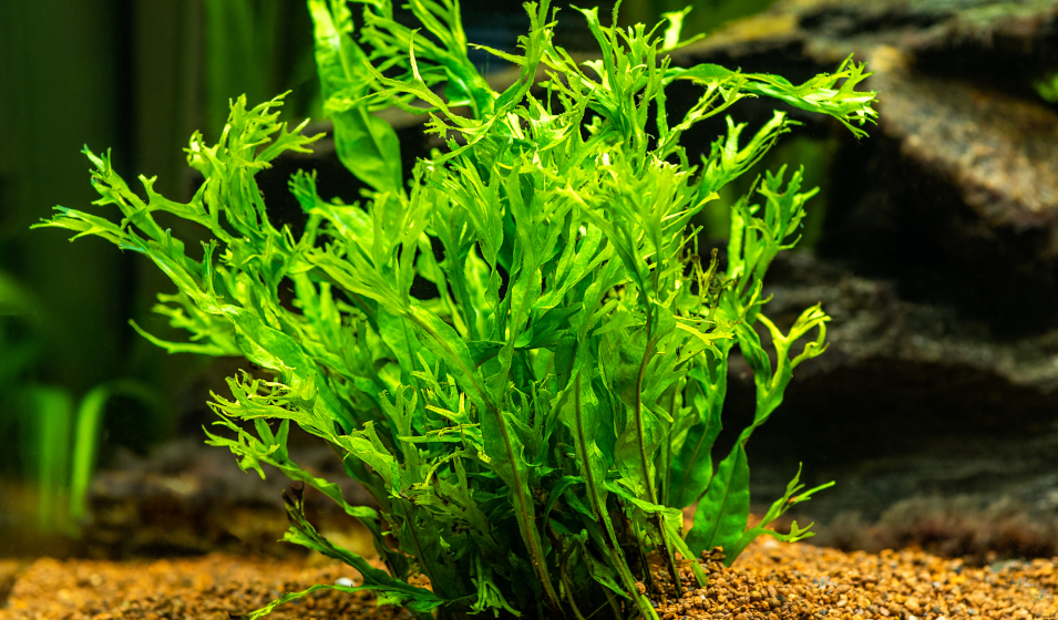 8 plantes d'aquarium faciles pour débuter - Jardiland