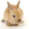 Le lapin, Nouvel Animal de Compagnie