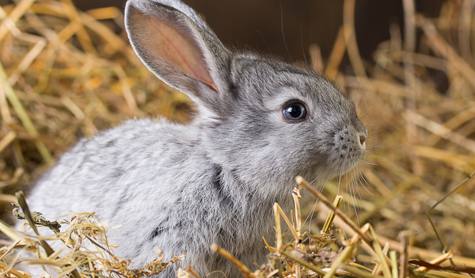 jouer lapin nain 6