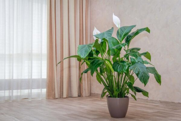 Spathiphyllum en pot de 21cm - Les serres de Chadignac