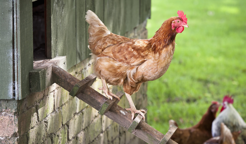 Savoir reconnaître un coup de chaleur chez une poule permet d'appliquer les premiers gestes rapidement 