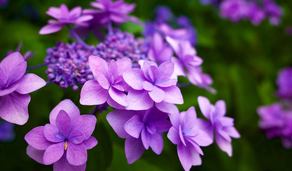 Hortensia grimpant