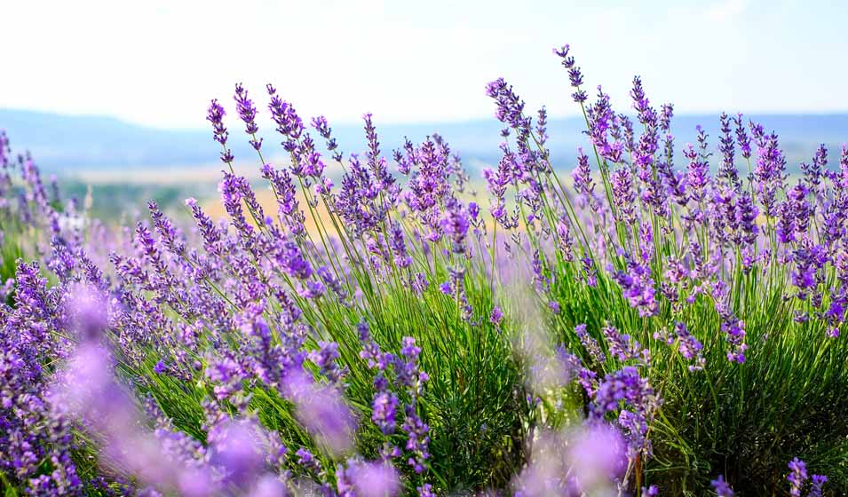 Beauté, parfum et robustesse 