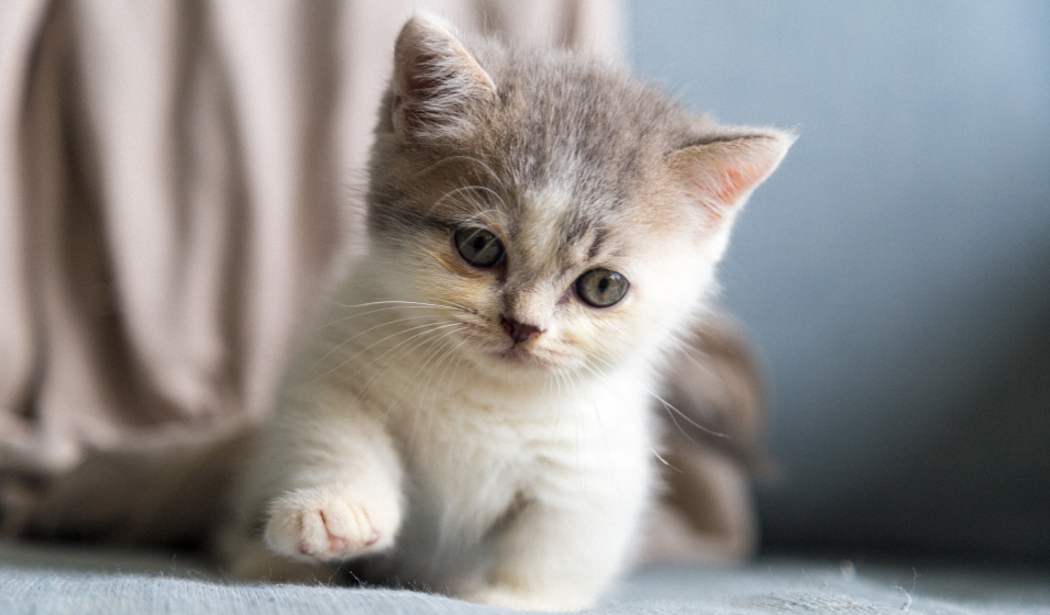 chat