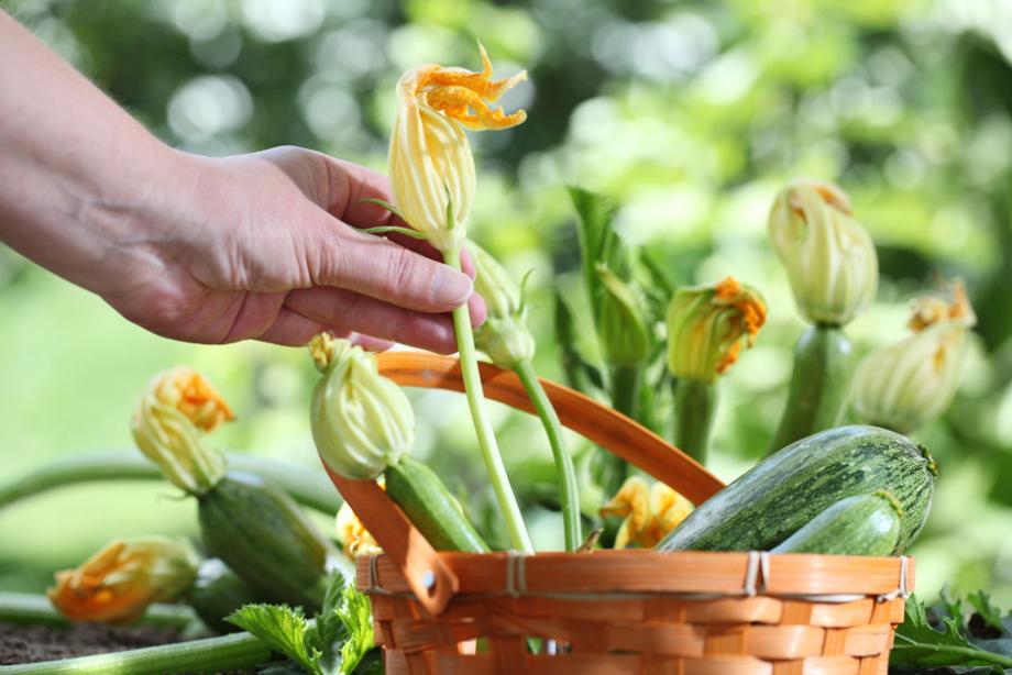 La récolte de la courgette Gamm vert