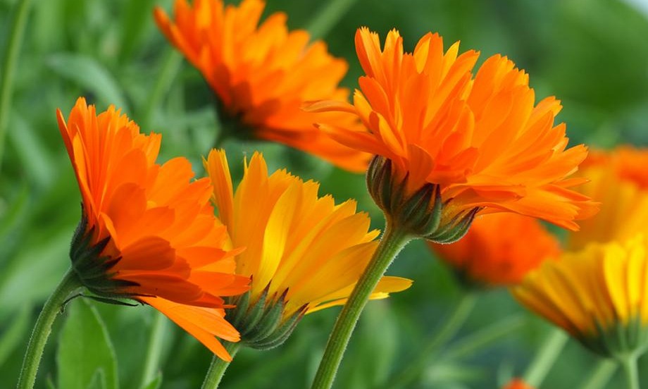 10 fleurs antipucerons Gamm vert — free download