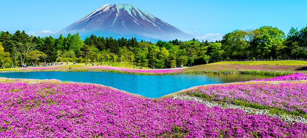 Une pelouse de fleurs 