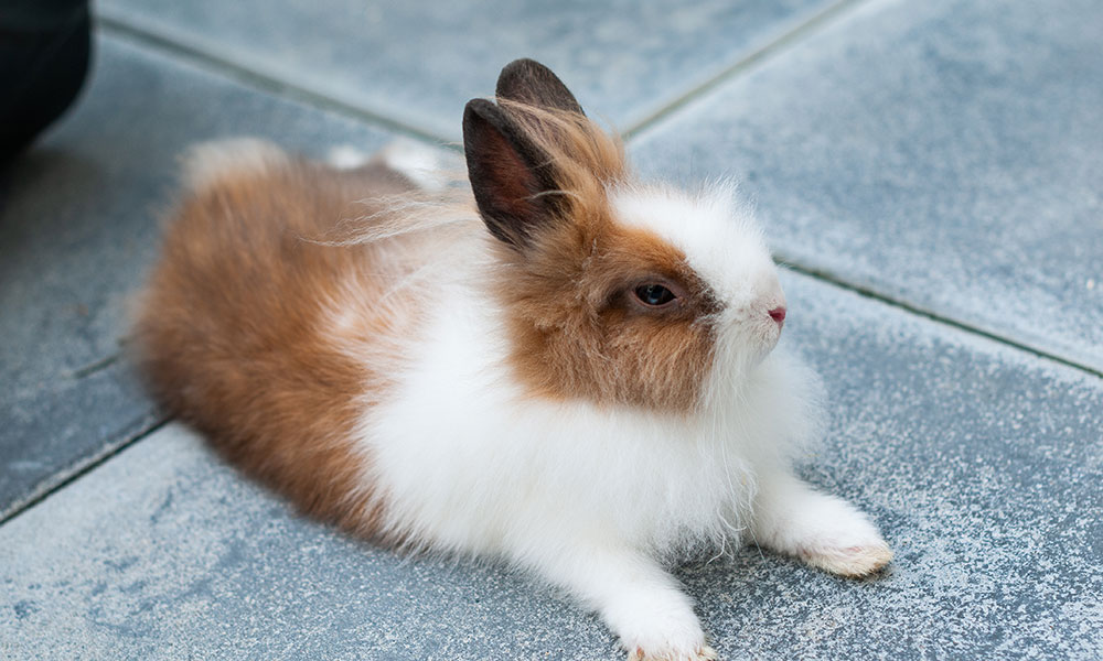 Lapin nain détendu dans la maison