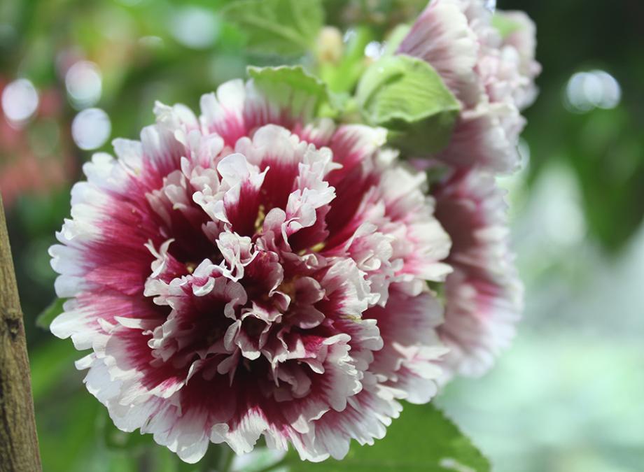 Rose trémière