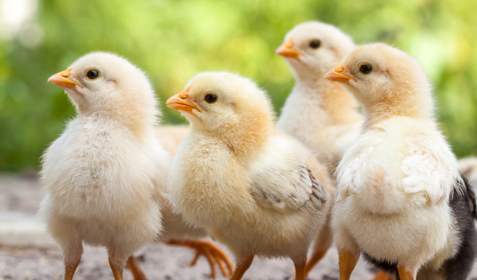 Un poussin n'a pas les mêmes besoins nutritionnels qu'une poule adulte