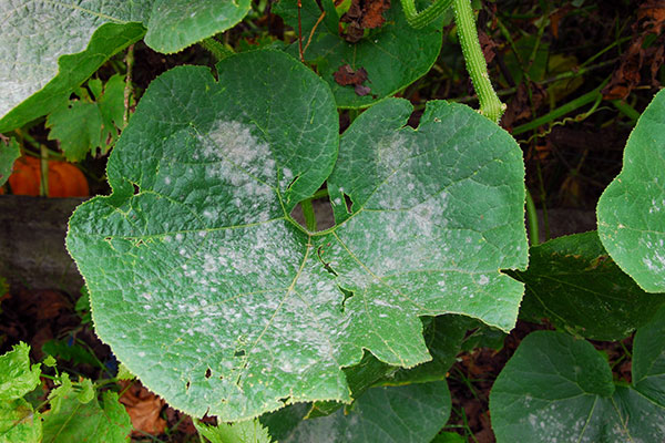 L'oĂŻdium sur les feuilles de courges