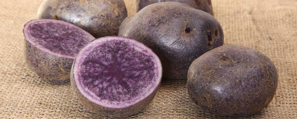La chair fine d'un bleu violet de cette pomme de terre originale 