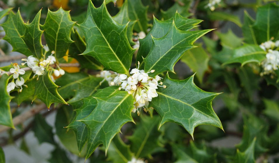 Le faux houx parfumé