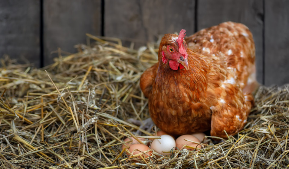 Les poules pondeuses sont omnivores et ont un régime alimentaire varié