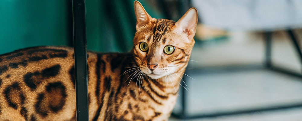 Les bengals ont des tempéraments de chasseurs, veillez à leur proposer des jouets pour qu'ils se dépensent.
