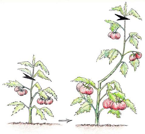 La taille des tomates et leur conduite - Blog Promesse de fleurs