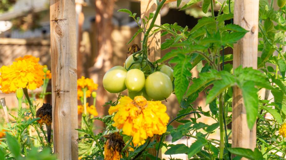 Carré potager