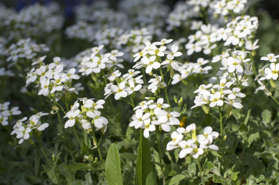 Arabis