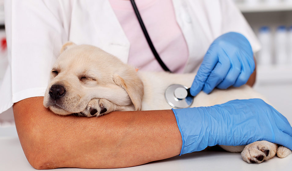 Surveiller la santé de votre chien