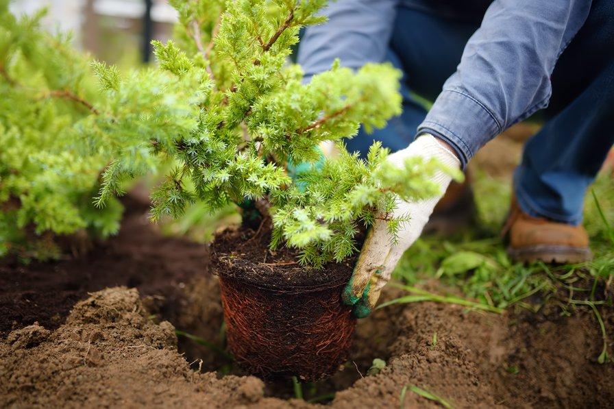 En conteneur ou à racines nues, planter l'automne est souvent favorable