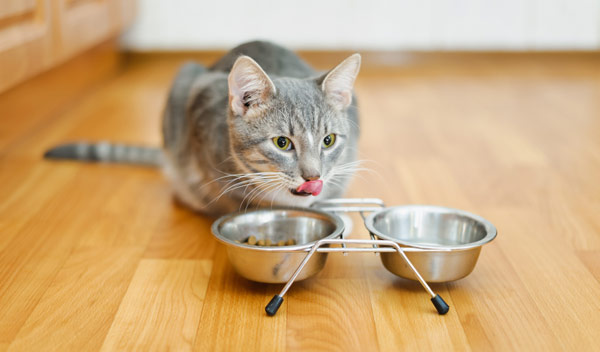 Nourrir son chat : quand, comment et à quelle fréquence ?