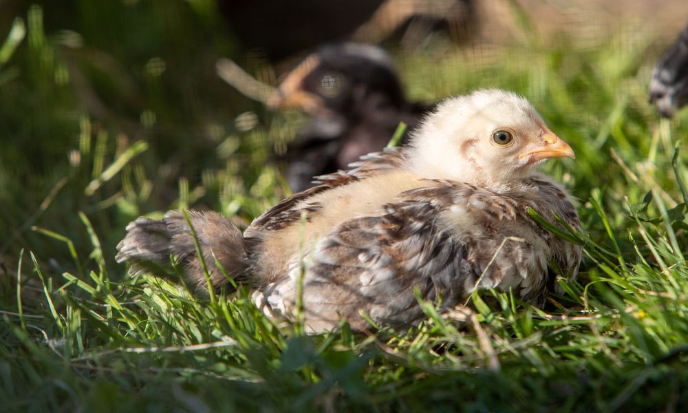 Les poussins sont dans l’enclos mais derrière une grille pour les protéger des adultes le temps de l’intégration