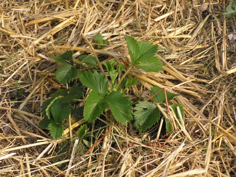 Un paillage au pied des fraisiers fertilisés au fumier de cheval