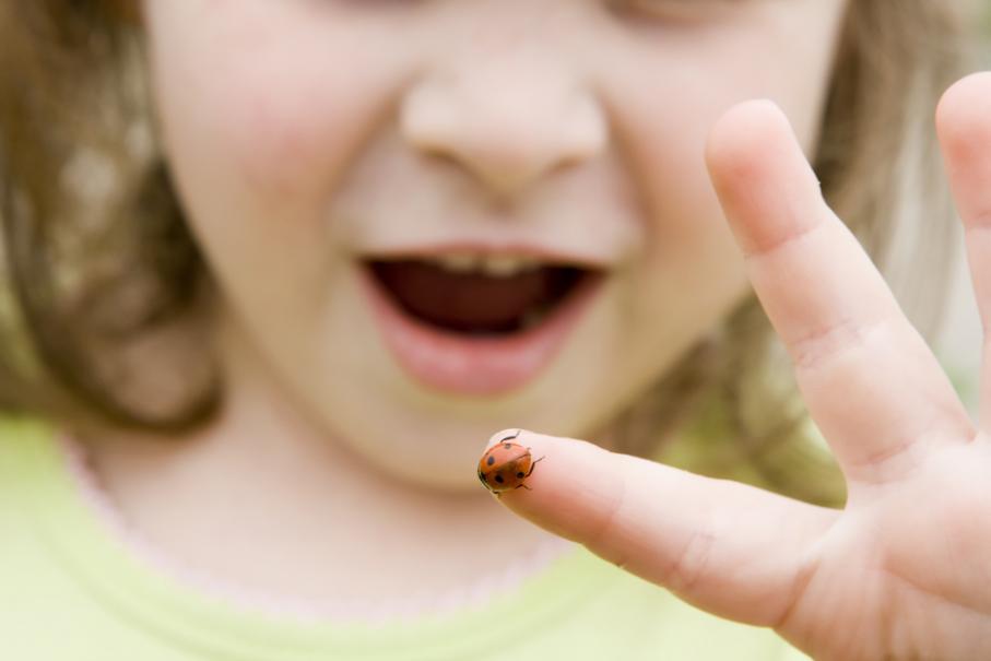J'élève des coccinelles