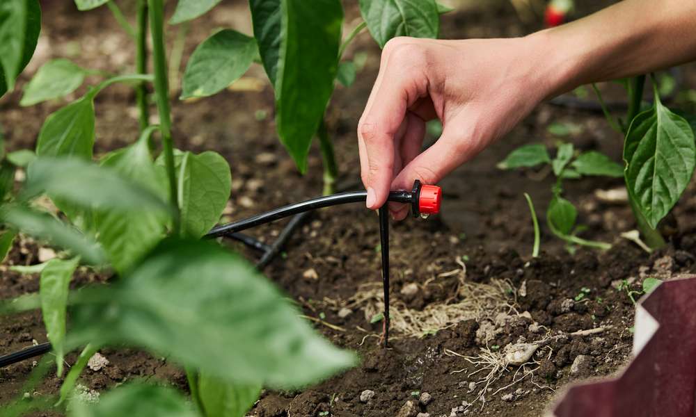 Capillaire et goutteur installés au pied des plantations