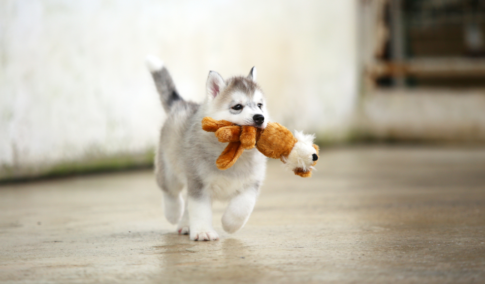 Le meilleur jouet pour votre chiot