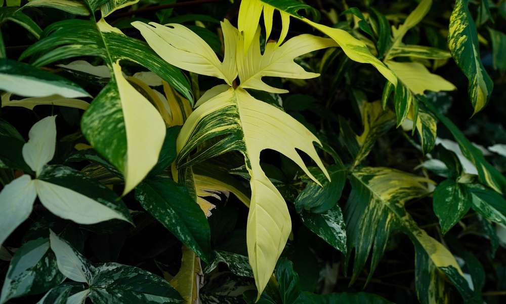 Le feuillage panaché du philodendron ‘Florida Beauty’