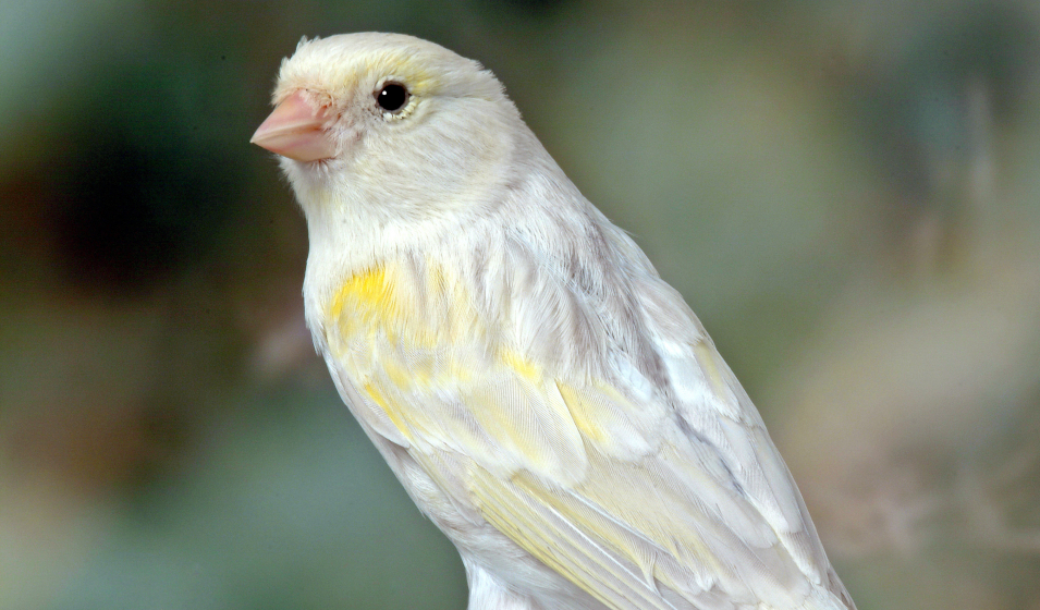 Bien s'occuper d'un canari