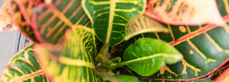 Croton