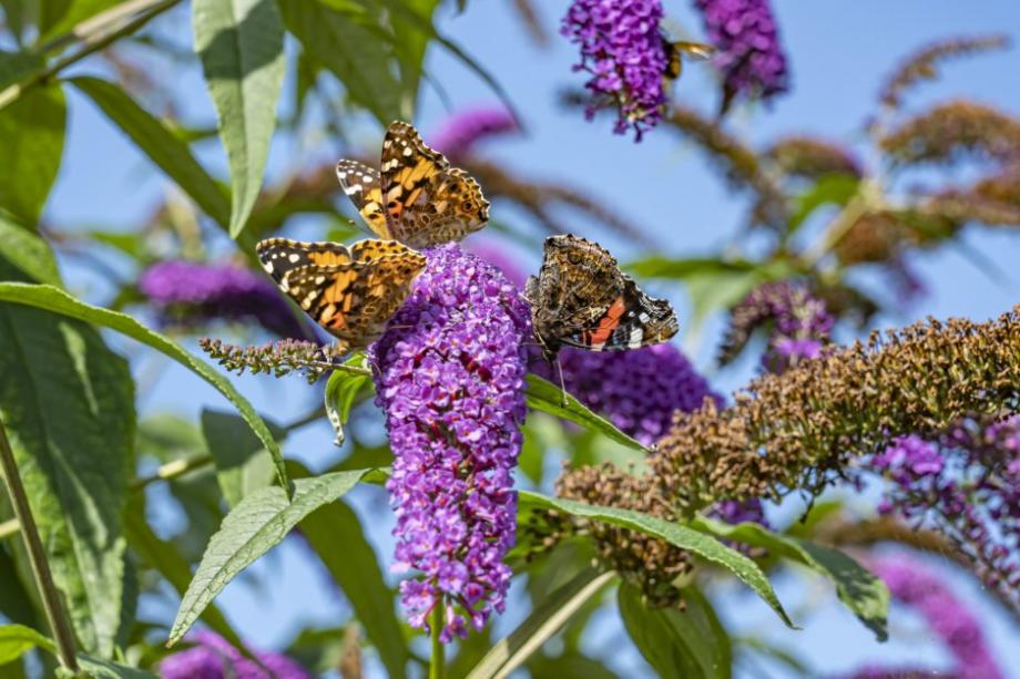 Planter un buddleia dans son jardin pour attirer des insectes pollinisateurs