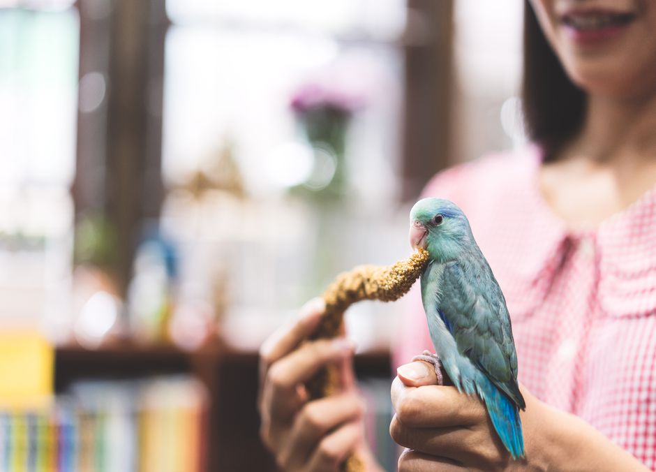 Le perroquet a besoin de la présence et des interactions quotidiennes avec son humain