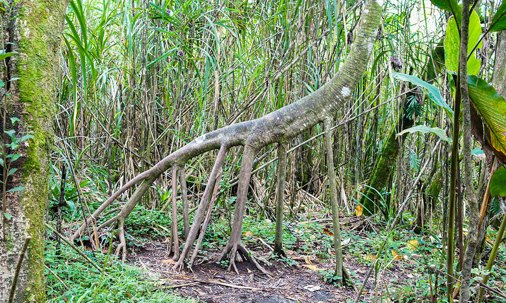 L’arbre le plus perché