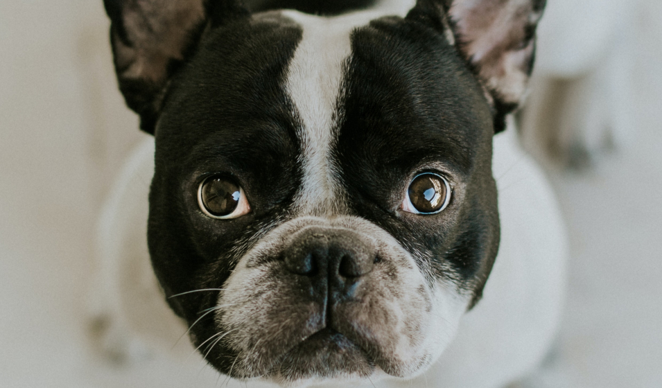 chien