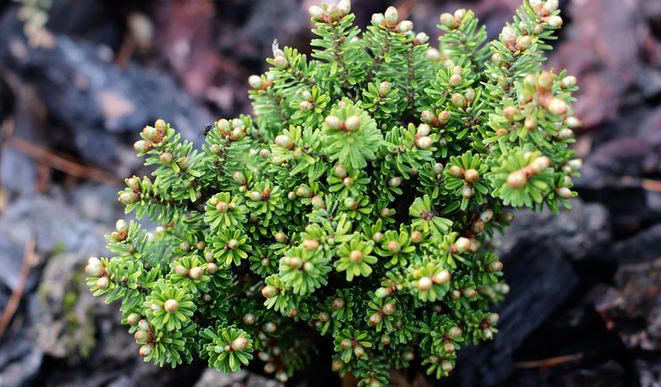 Sapins