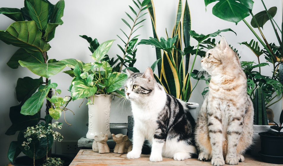 Les plantes toxiques pour les chats