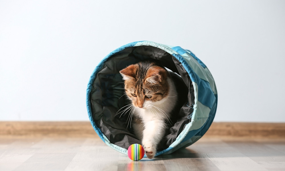 Avec un tunnel, les petits curieux pourront aussi se cacher