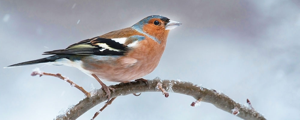 Identifier le Pinson des arbres